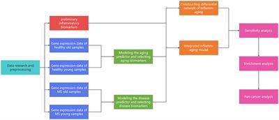 Identification of crucial inflammaging related risk factors in multiple sclerosis